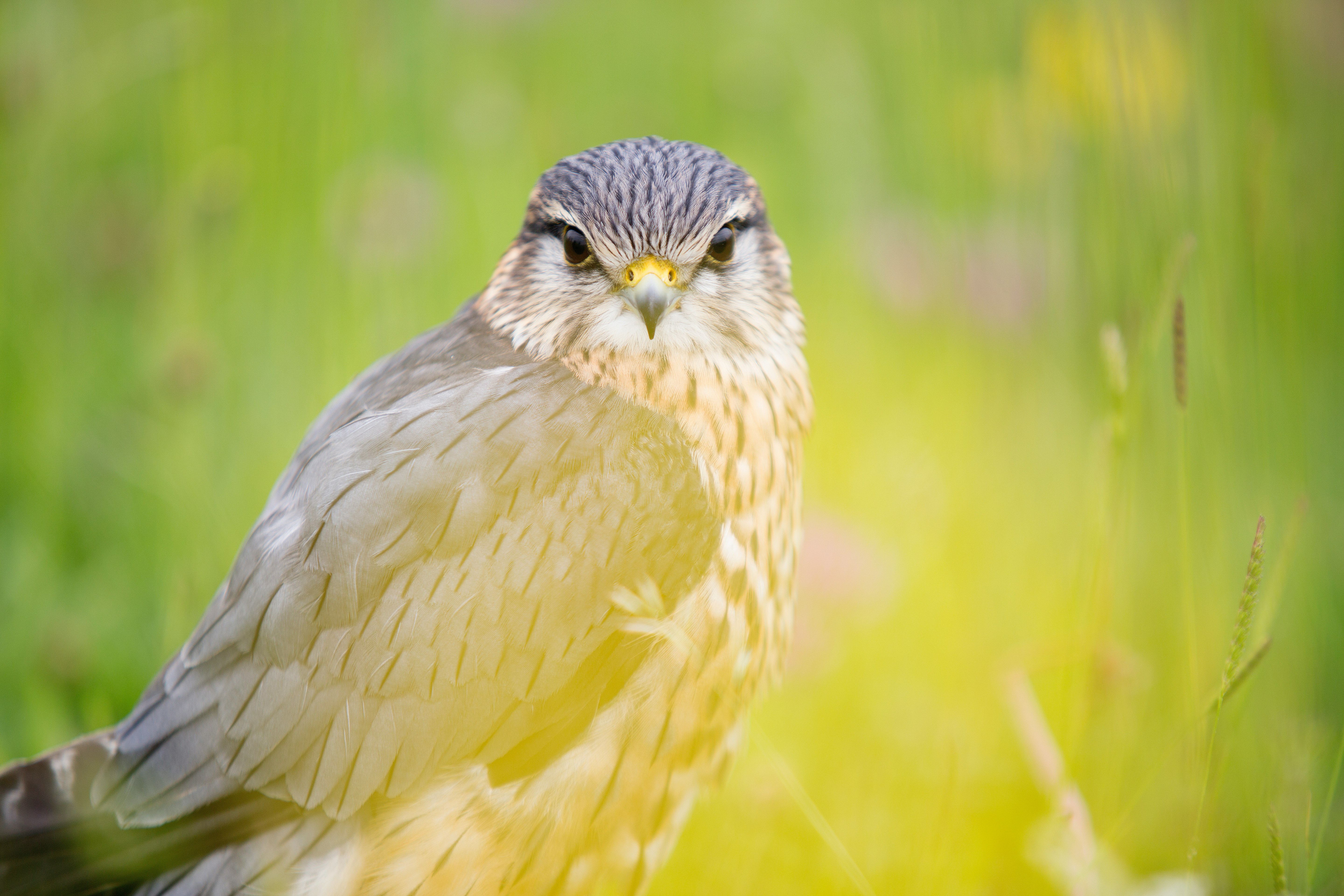 shallow focus photography of hawk